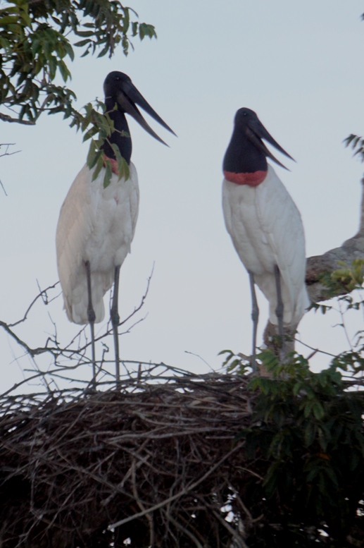 jabiru